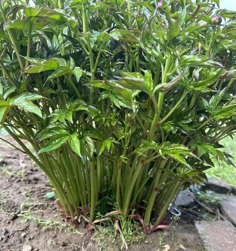 芍药种子的营养与食用方法（探究芍药种子的营养价值及食用 ...