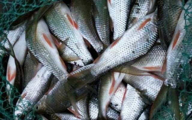 鲮鱼钓法及饵料配方详解