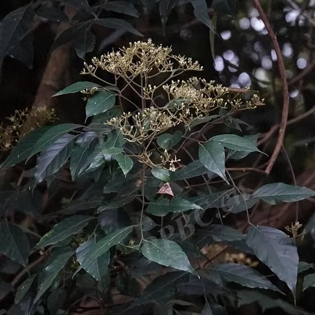 开窍醒神，行气活血，止痛——安息香