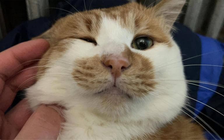 别让你的猫咪错过这些长寿秘诀！简单易行，效果惊人