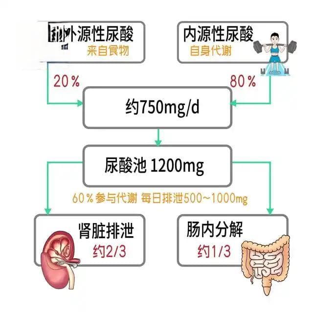 没有症状反而更危险！很多人忽视了高尿酸血症的危害