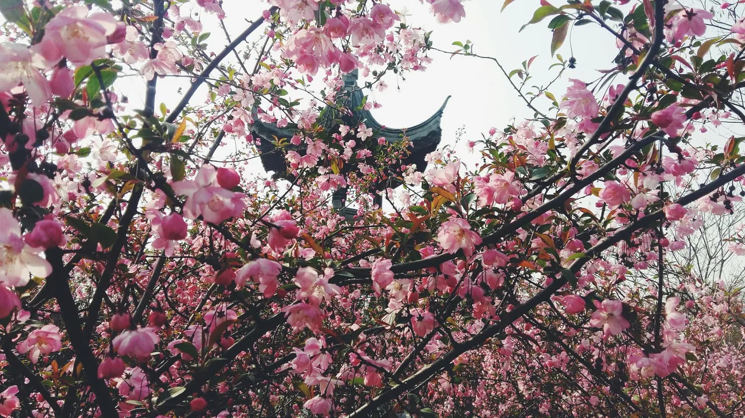 西湖花朝节，春日赏花正当时