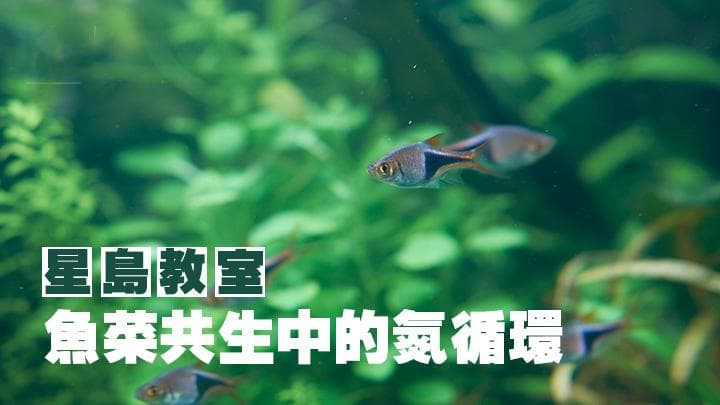 STEAM｜魚菜共生中的氮循環