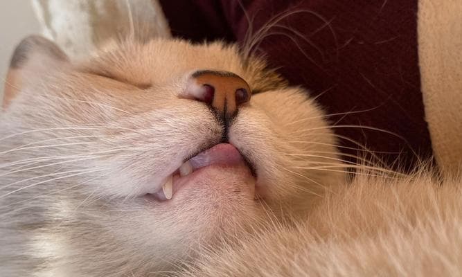 猫咪吐舌头的原因和意义（解析猫咪吐舌头行为的奥秘）