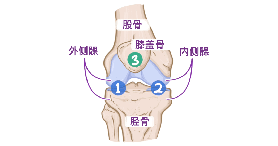 人体解剖学基础——膝关节