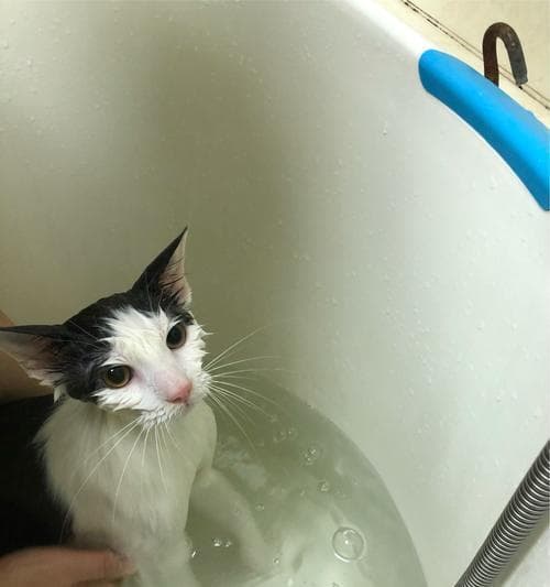 如何让宠物猫咪保持良好的运动习惯？（15个实用方法帮助你的猫咪保持健康与活力）