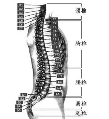 最全脊柱节段的定位方法，你掌握了没有呢？