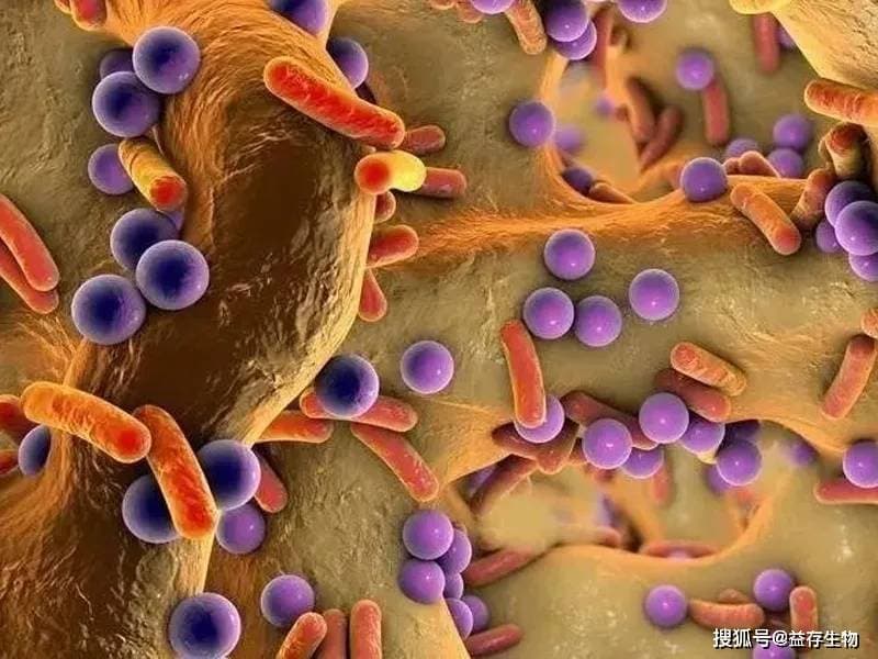 揭示肠道微生物组增强宿主机体免疫功能的分子机制