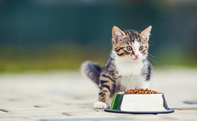 猫粮别太随意换，一文教你确定什么时候该换猫粮，怎么更换猫粮
