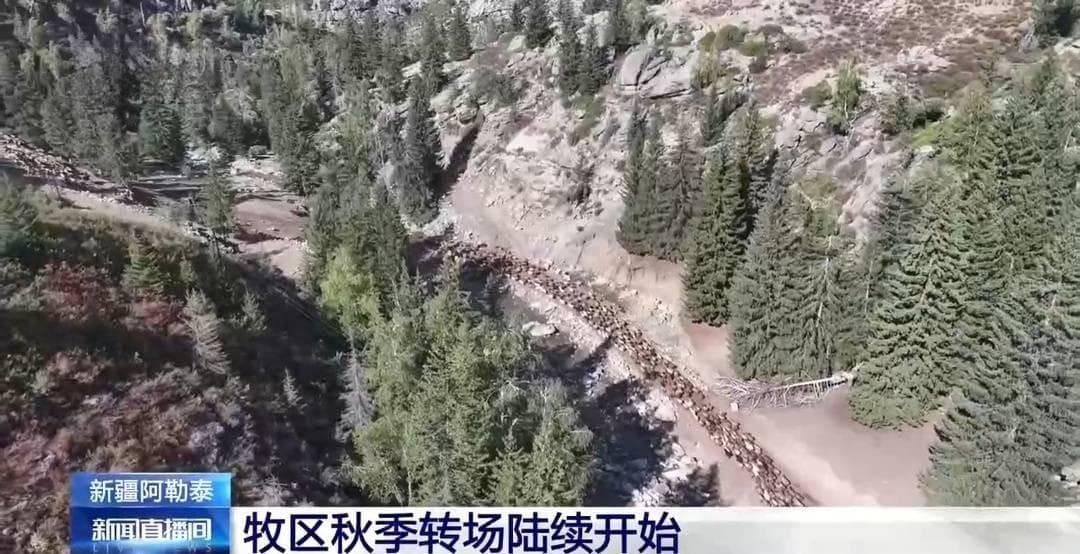 “洗羊羊”“羊群疫苗接种” 秋季转场正在有序进行