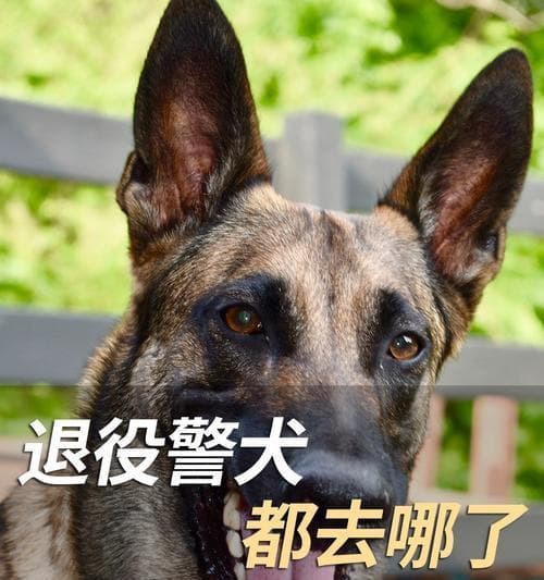 警犬的种类及用途（不同犬种在警犬工作中的表现及特点）