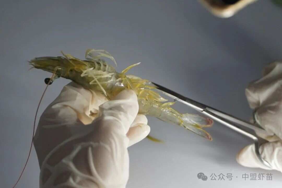 2025年，想养好虾？必须预防5种没有疫苗和治疗的虾病！
