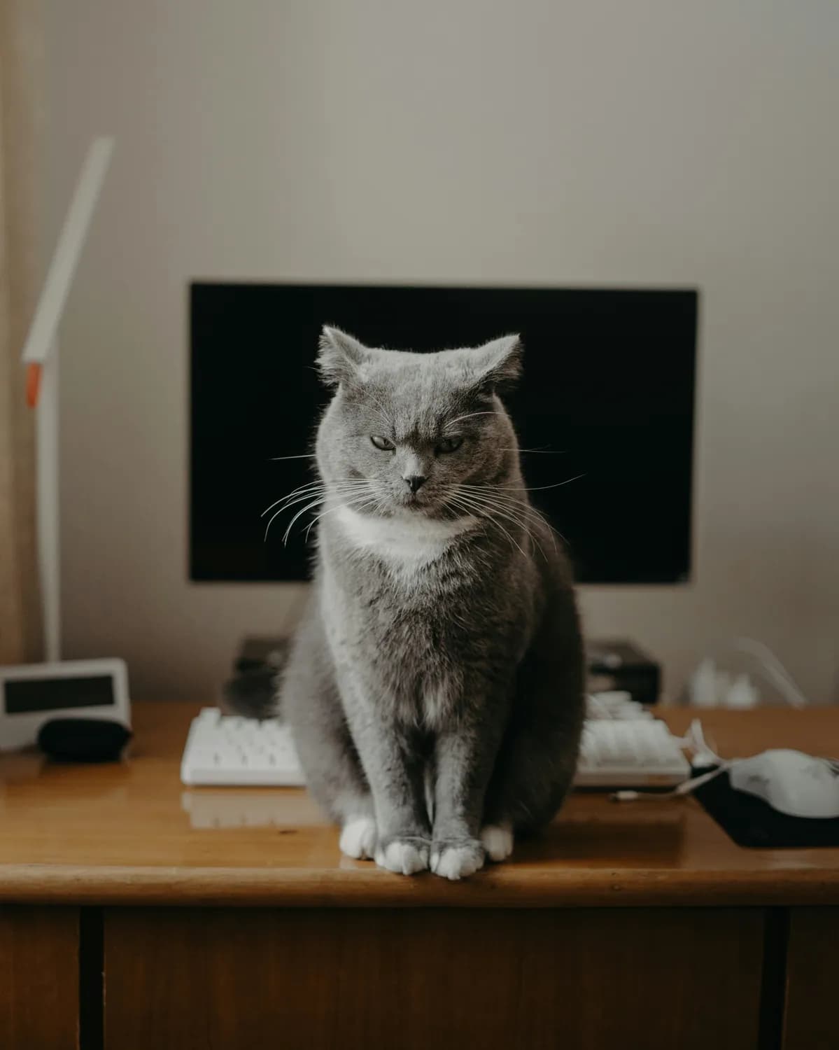 猫 meme 和交猫税：社交媒体上的跨文化奇遇