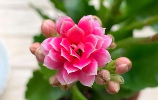 长寿花是喜阴还是喜阳植物呢？
