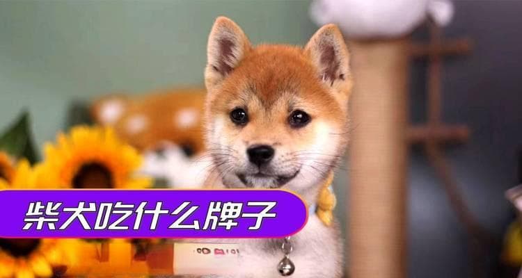 如何选择适合柴犬的狗粮（以品牌和成分为标准）