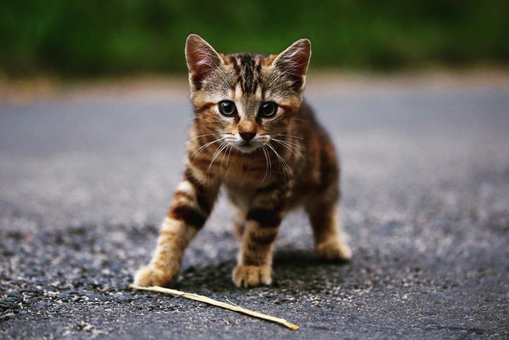 猫咪尿不出来怎么办？原因、症状与治疗方式全解析