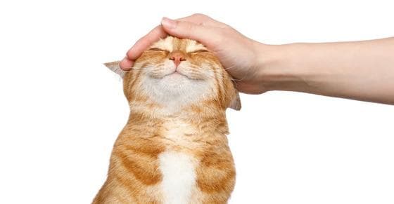 猫的奇怪行为：猫的肢体语言与惊人事实揭秘