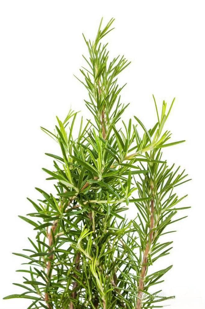 迷迭香：穿越千年时光，在沉寂中等待“药”身说法的芬芳宝藏
