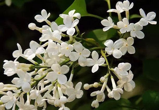 丁香花的颜色品种大全：从白色到紫色，从单色到双色