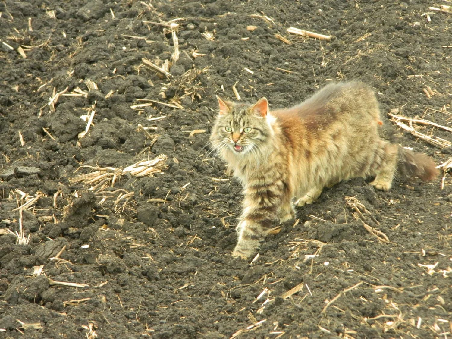揭秘猫咪怕水：干旱起源与特殊毛发结构是主因