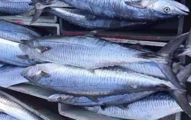 海水鱼和淡水鱼的区别