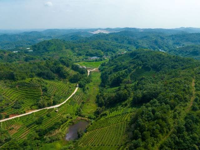 兴宁：千年茶韵，单丛茶香
