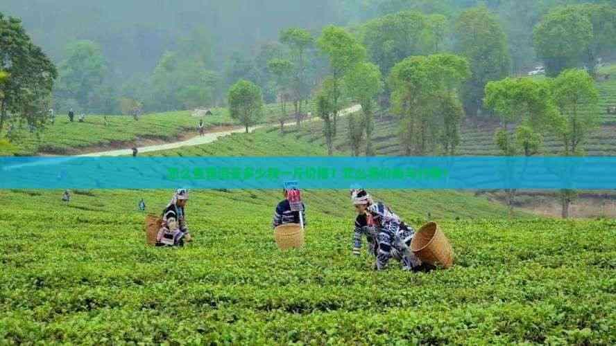 怎么查普洱茶多少钱一斤价格？怎么看价格与行情？