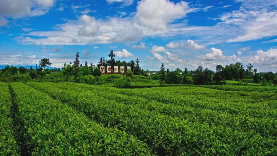 蒙顶仙茗，千年贡茶