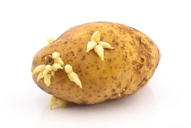 土豆可以放冰箱吗