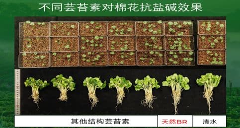 为什么天然芸苔素在当前农资背景下还这么火？