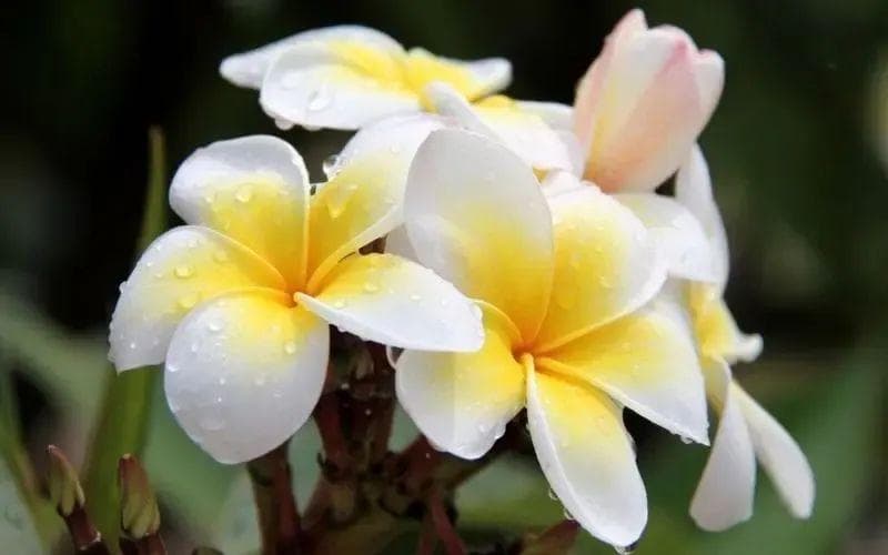鸡蛋花花语：孕育希望的美丽花卉