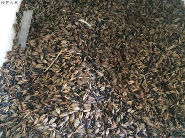 紫苏什么季节种植比较好？附58种易种中药材推荐