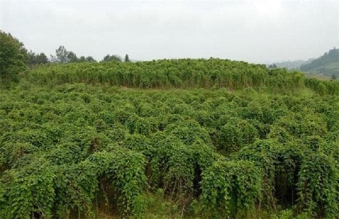 何首乌的种植方法