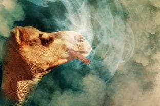 深入解析，地狱三头犬——神话中的象征与现实生活中的启示