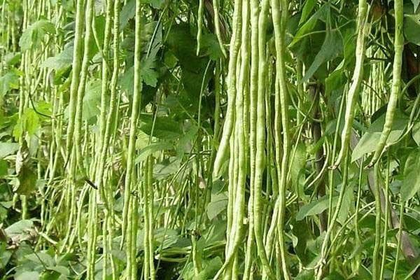长豆角的种植方法与管理