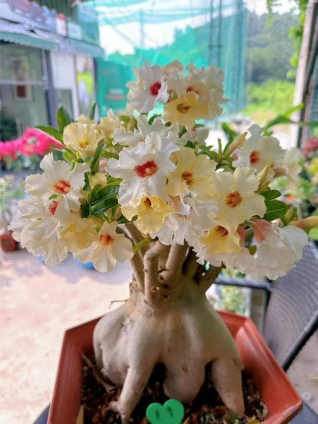 公认“室内好养”的10种花，耐半阴，花期长开花美，懒人也能养活