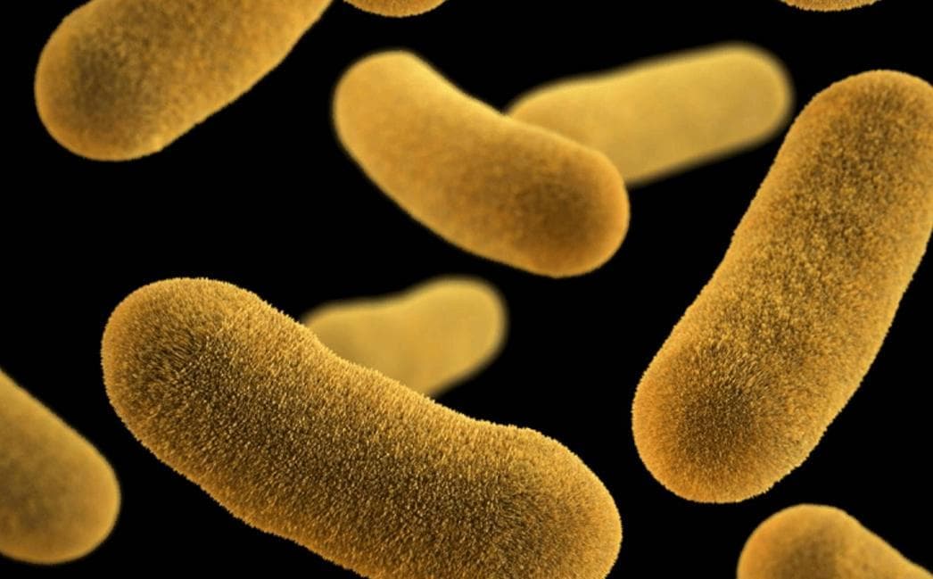 狐臭是怎么产生的？科学证实：有狐臭正常，没狐臭才是“变异者”