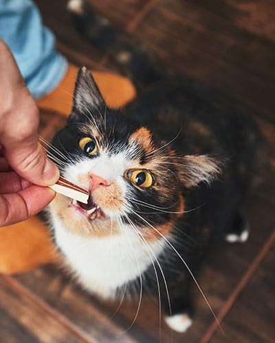香港养猫人数已超养狗？多因素促成这一趋势