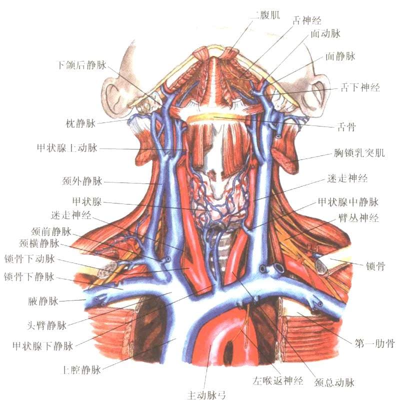 【血管解剖原理】颈内静脉