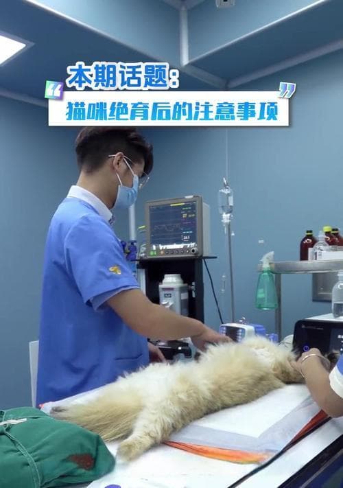 猫咪绝育需花费多少钱？（了解猫咪绝育的费用和必要性）