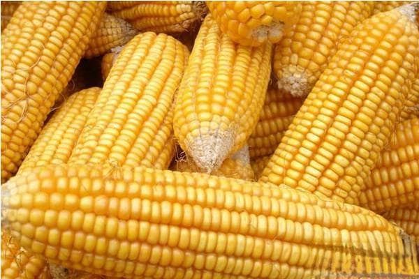 玉米管理技术和方法