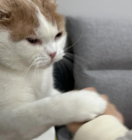 猫咪喜欢被摸的部位（探秘猫咪最喜欢的摸法和部位）
