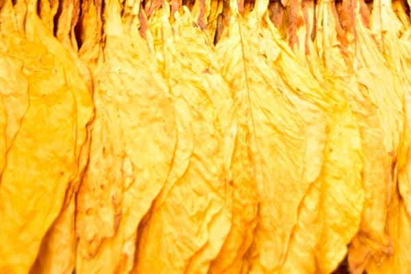 标准光源箱在烤烟烟叶颜色检测与分级中的应用