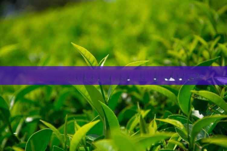 菊花茶缓解口舌生疮的有效方法与实践