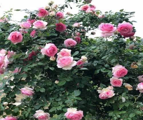蔷薇开花时间及护理技巧：一年四季的养护指南