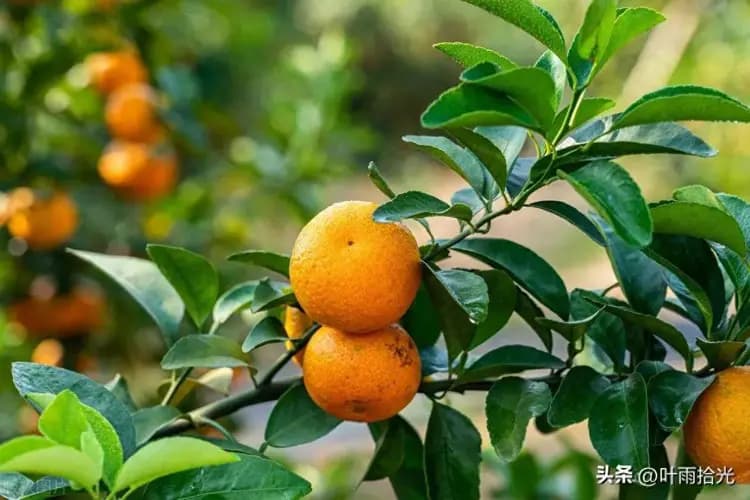 代森锰锌：久经考验的农业卫士
