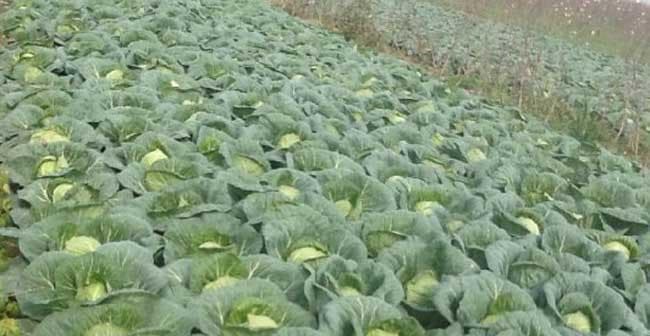 卷心菜的生长季节和采摘时间（春季、秋季和冬季采摘，保证营养和口感）