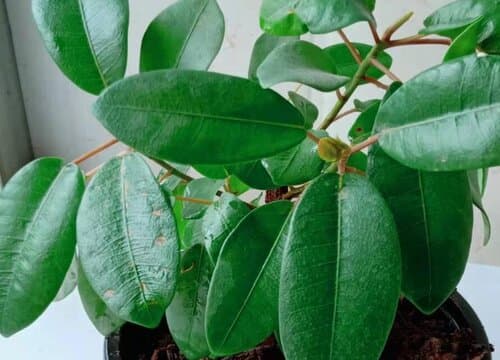 榕树浇水指南：不同季节的浇水频率与正确方法