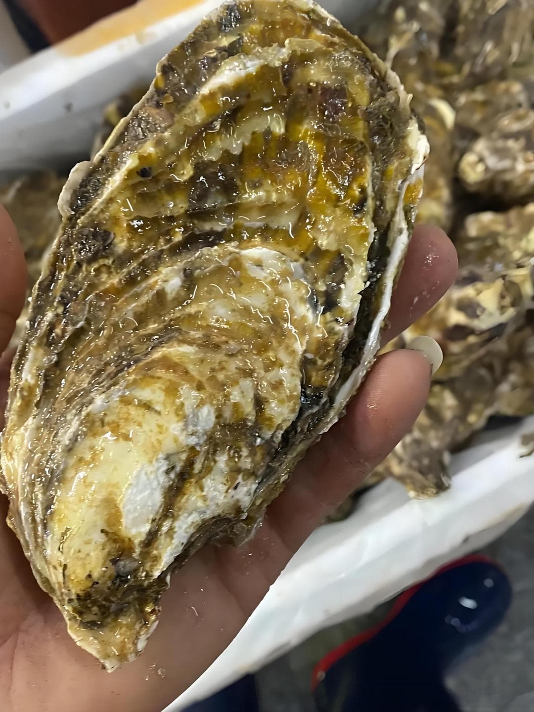 生蚝，到底补不补