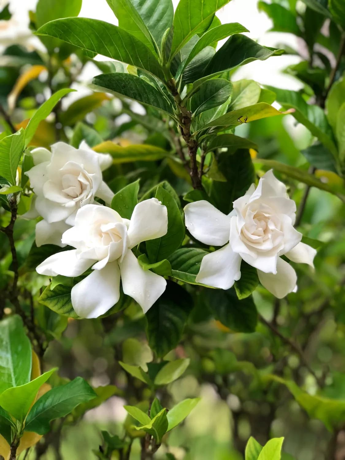 栀子花盆景栽培全攻略：从土壤到造型的独家秘诀